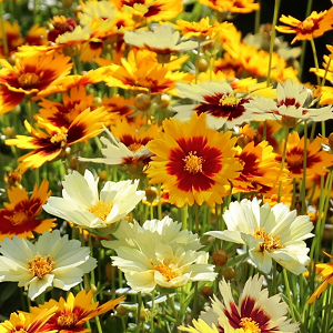 Coreopsis 